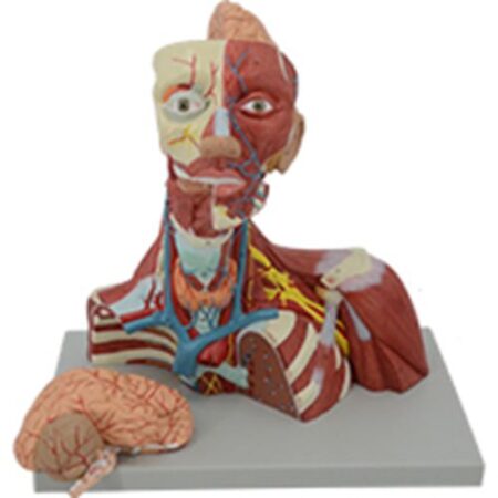 Biology : Muscles Of Head And Neck Model