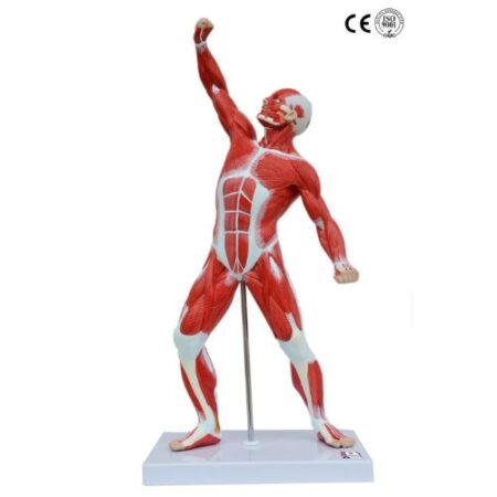 School Stationery Supplies Biology : Muscle Figure , 50 Cm Height Model - Image 1
