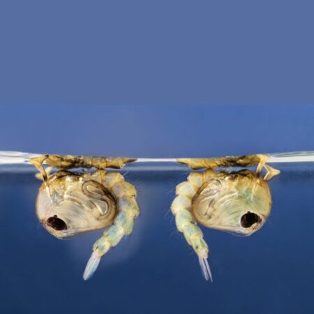 School Stationery Supplies Biology : Mosquito Pupae (Living Organism) - Image 1
