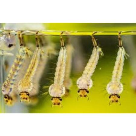 School Stationery Supplies Biology : Mosquito Larvae (Preserved Specimens) - Image 1