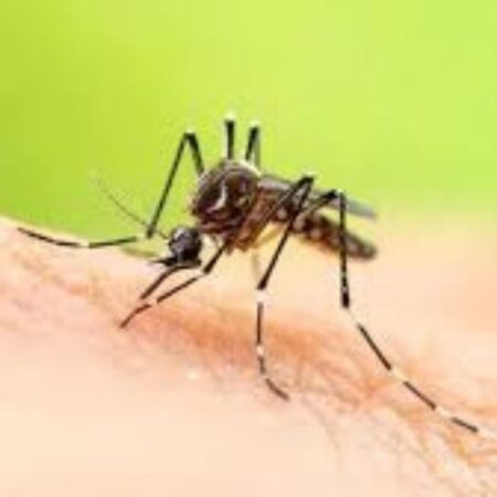 School Stationery Supplies Biology : Mosquito Adult (Preserved Specimens) - Image 1
