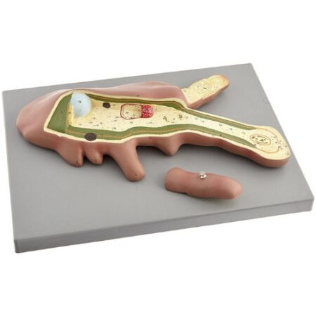 School Stationery Supplies Biology : Model Of Amoeba - Image 1