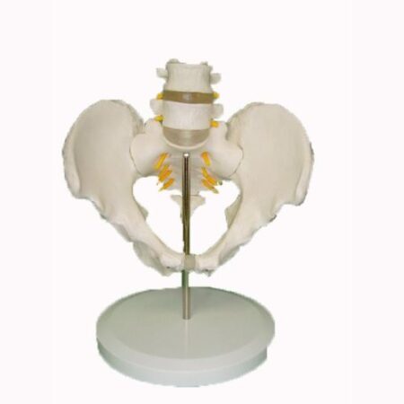 Biology : Model Of Pelvis With 4Th And 5Th Lumber Vertebra
