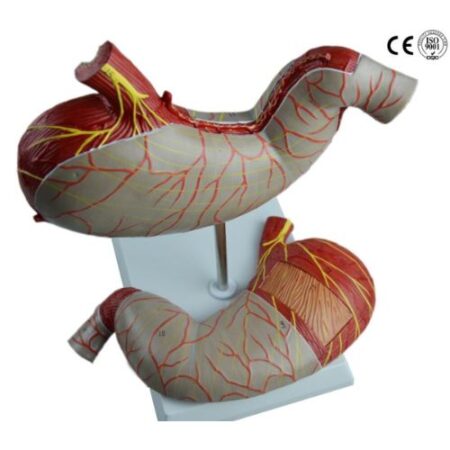 School Stationery Supplies Biology : Stomach Model, - Image 1