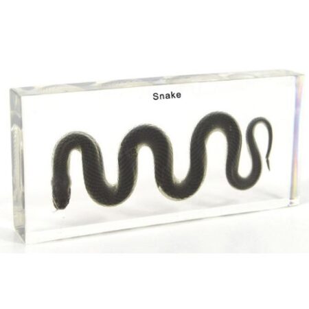 School Stationery Supplies Biology : Specimen Of Water Snake- Plastic Embedded - Image 1