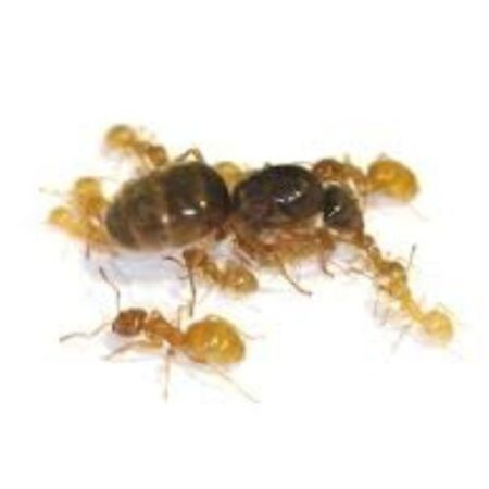 School Stationery Supplies Biology : Yellow Meadow Ants (Living Organism) - Image 1