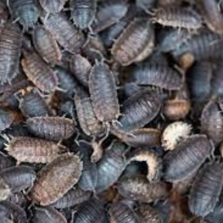 Biology : Woodlice Species (Preserved Specimens) - Image 1