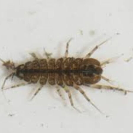 Biology : Water Louse (Living Organism) - Image 1