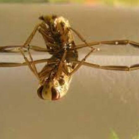 Biology : Water Boatman (Living Organism) - Image 1