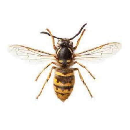 Biology : Wasp (Preserved Specimens) - Image 1