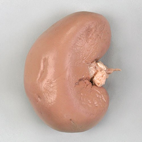 Sheep-Kidney-Preserved-Specimens.jpg School Stationery Supplies