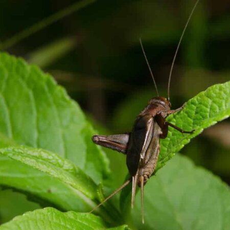 Biology : Tenebrio Culture Black Crickets (Living Organism) - Image 1
