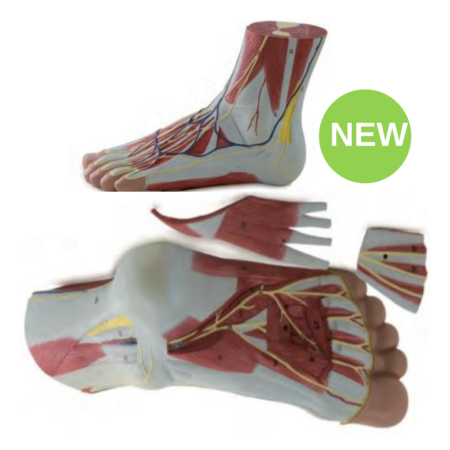 Biology : Anatomy Of The Foot Model ,3 Parts - Image 1