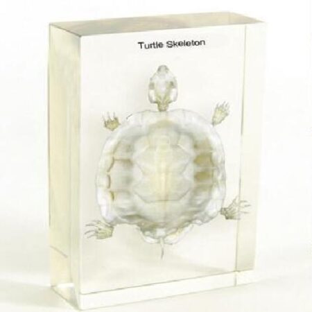 Biology : Turtle Skeleton  - Plastic Embedded - Image 1