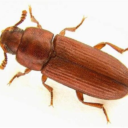 School Stationery Supplies Biology : Flour Beetles (Living Organism) - Image 1